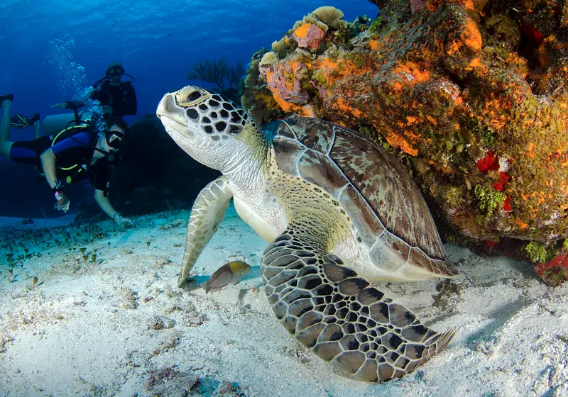 5 Charities Supporting Coral Reefs around the World