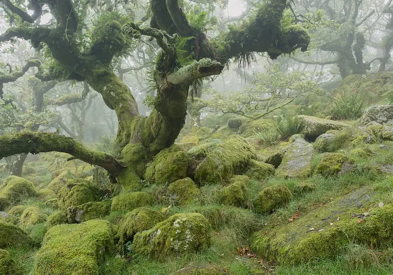 Restoring Britain's Lost Rainforests