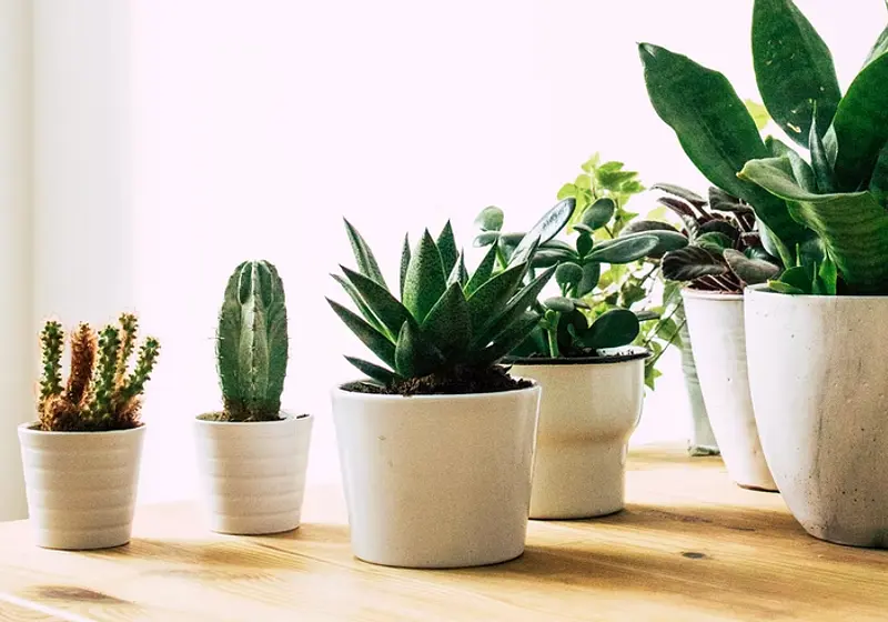 Best Plants for People Who Can't Keep Them Alive