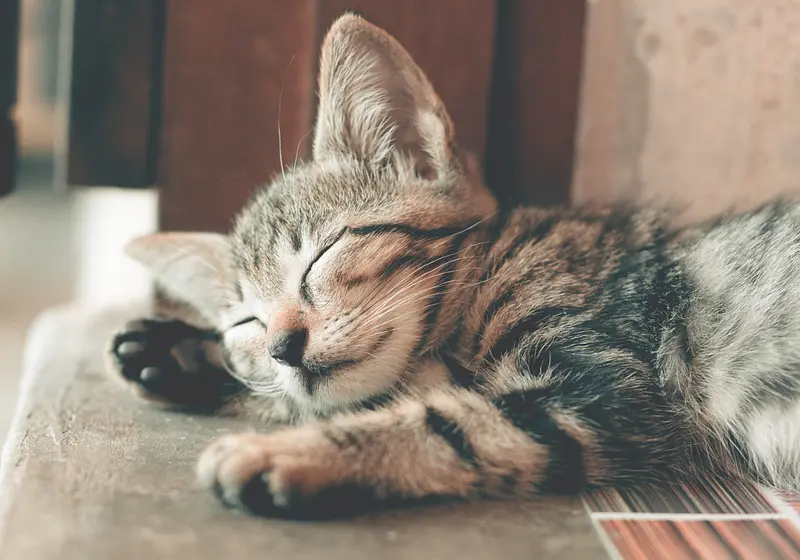 7 Reasons Why Cats Are Better Than Dogs